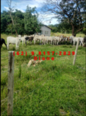 Fazenda  - Faina : 40 alqueires